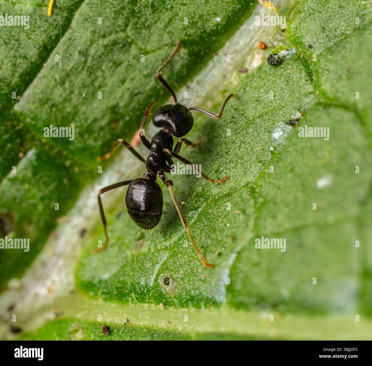 Ant chain hi-res stock photography and images - Alamy