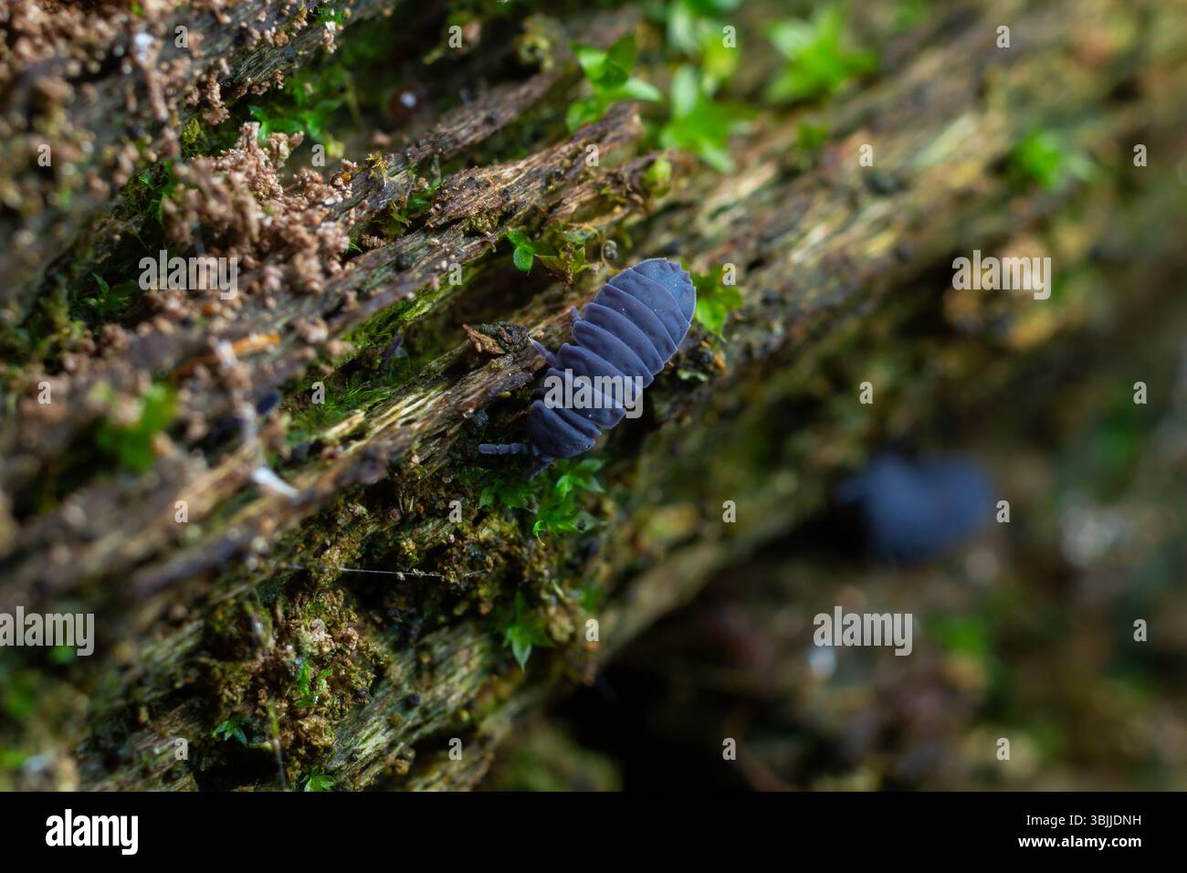 Close-up of a dark blue insect crawling on a textured wooden log ...