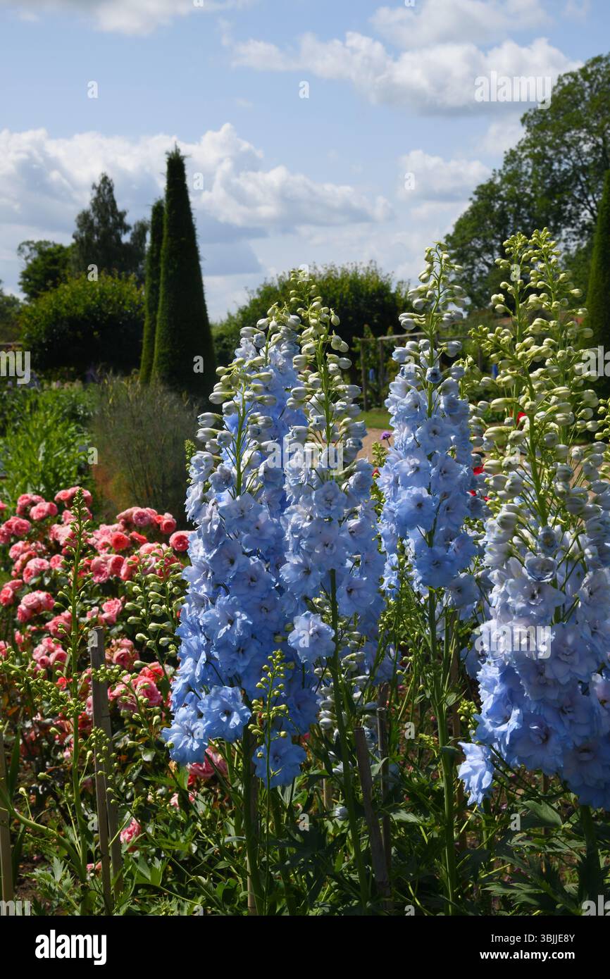 Delphinium garden white hi-res stock photography and images - Alamy