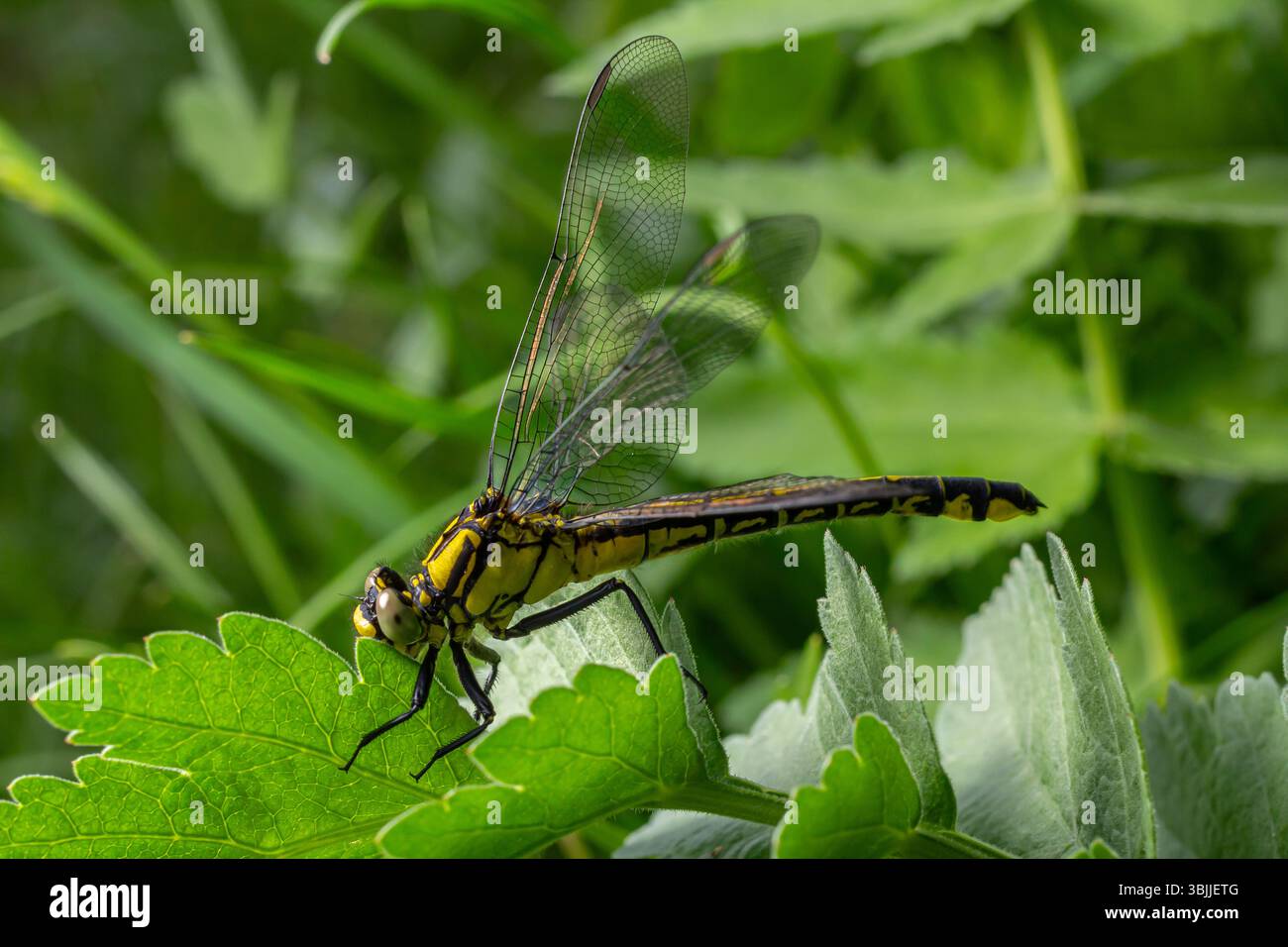 Common clubtail dragonfly rests on lush green foliage displaying its ...
