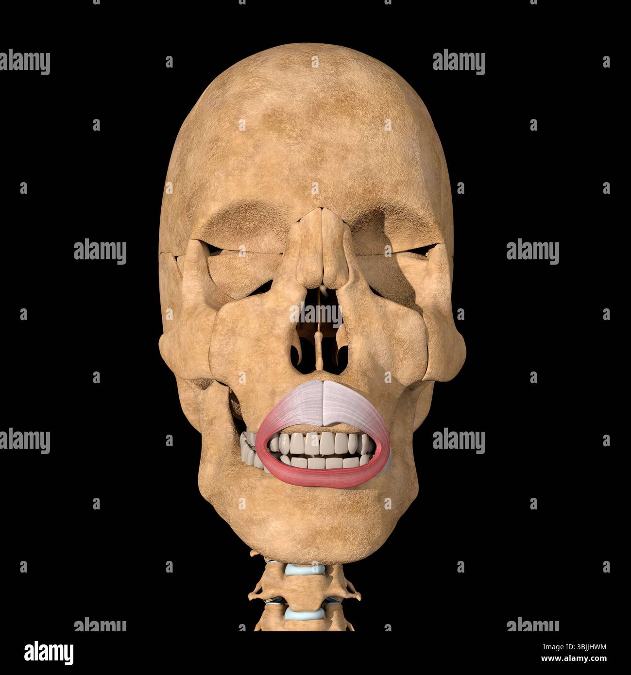 Face - Clinical Tree, image size:1299x1390