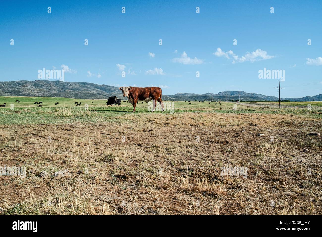Big bull staring at viewer in open field Stock Photo