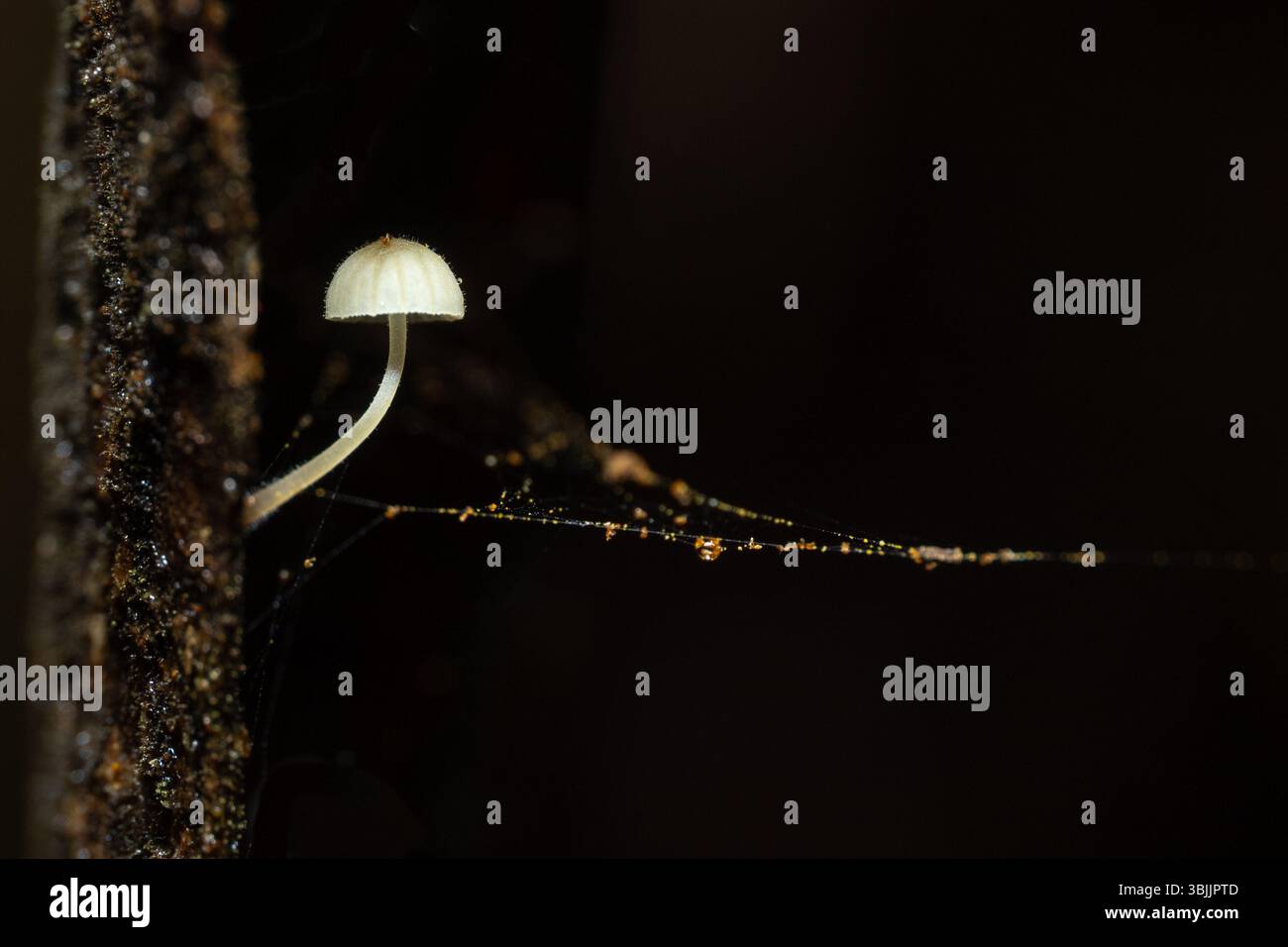 Tiny white fungi growing out of a tree trunk with a spider web with orange beads attached to it. Stock Photo