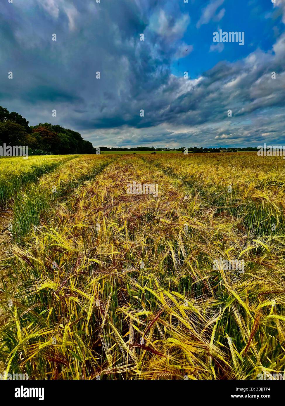 Barley ripening in a field at Thornham Magna,Suffolk, eastern England, UK - Smartphone Captured Stock Image