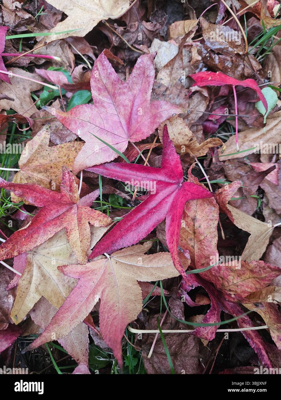 Fall - Smartphone Captured Stock Image