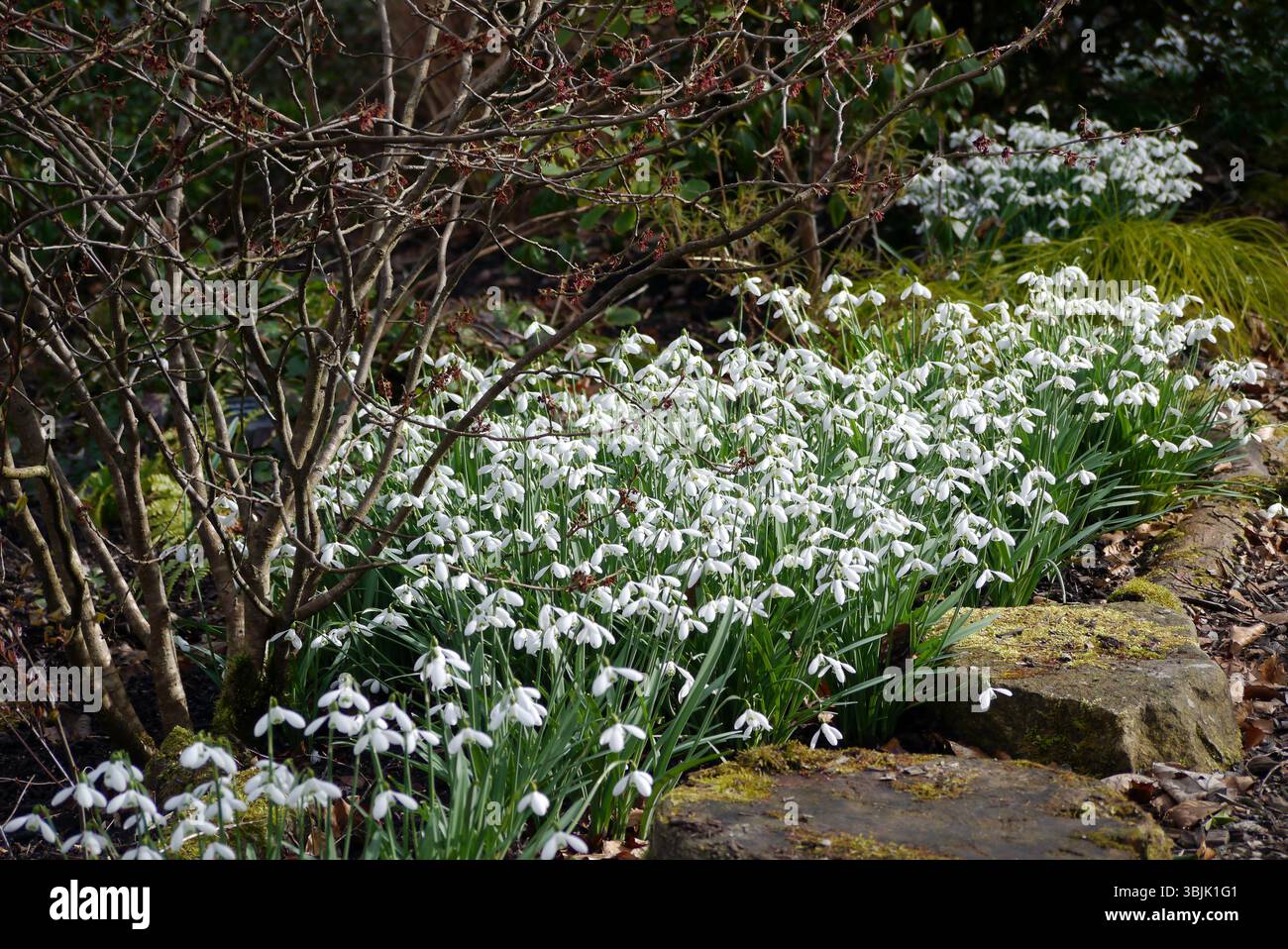 Snowdrops Rhs Bunches of Galanthus 'S. Arnott' (Snowdrops) on Display in the Woods by ...