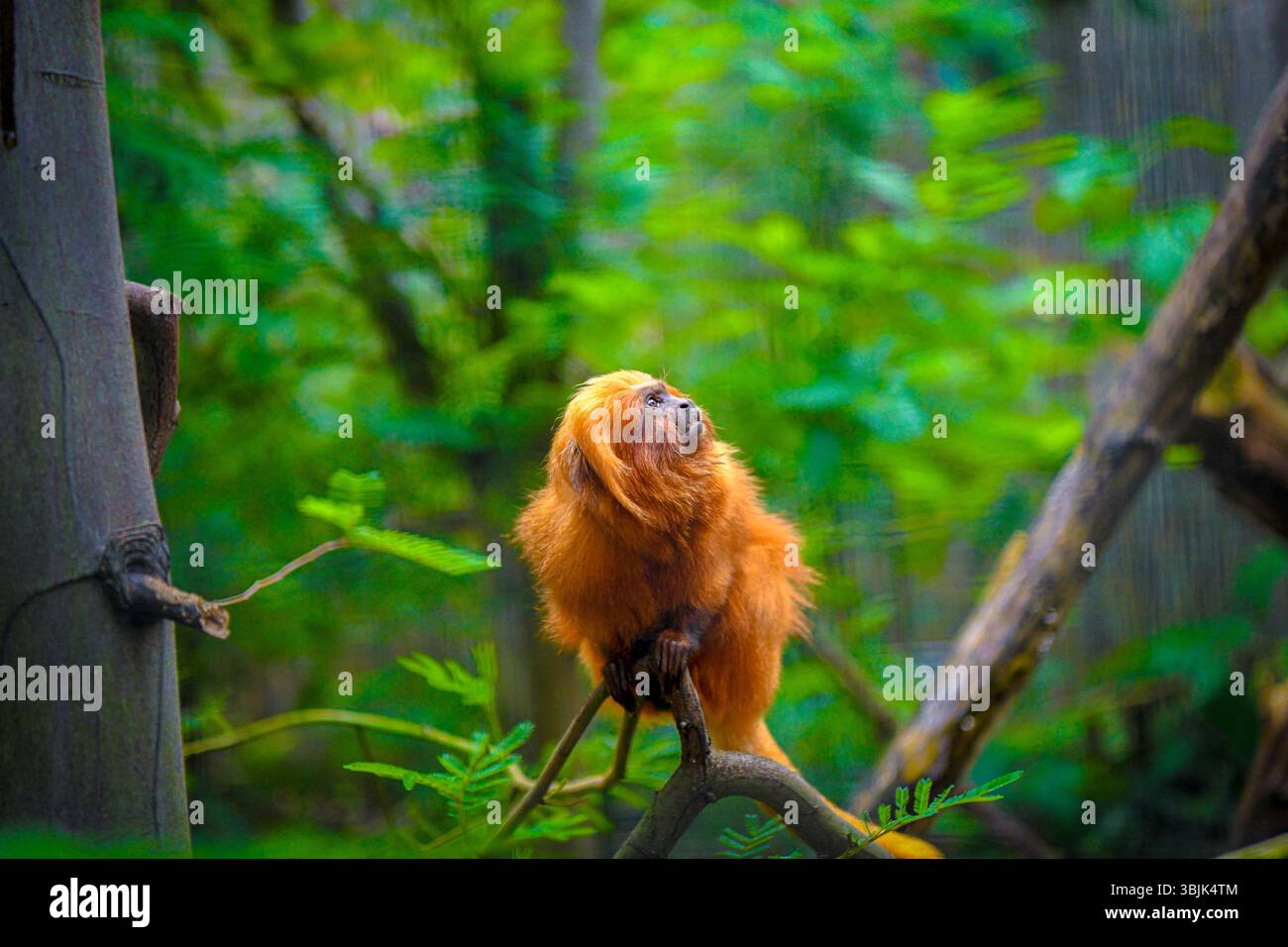 Closeup on a golden lion tamarin monkey in a tree Stock Photo