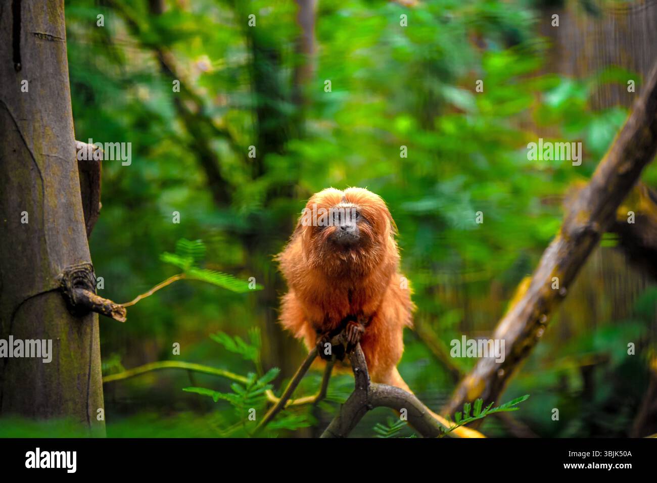 Closeup on a golden lion tamarin monkey in a tree Stock Photo