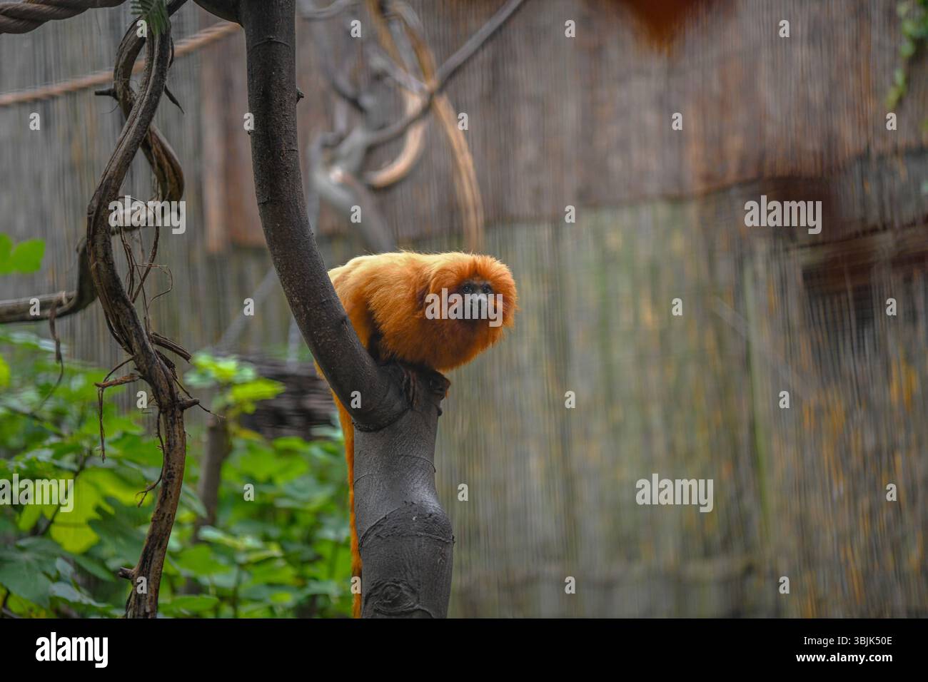 Closeup on a golden lion tamarin monkey in a tree Stock Photo