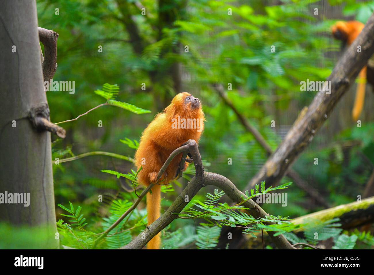 Closeup on a golden lion tamarin monkey in a tree Stock Photo
