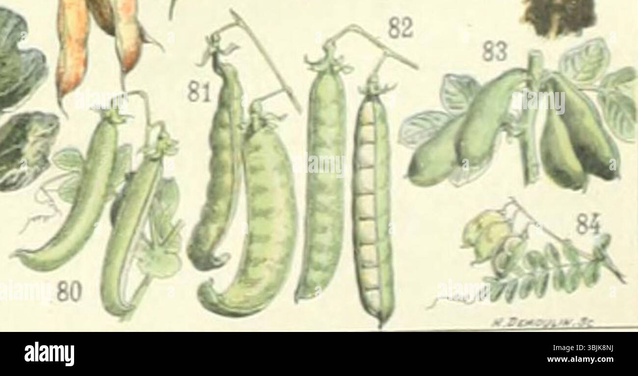 Charrette En Bois Avec Récolte De Légumes PNG , Individu Chargeant Un  Chariot De Jardin, Illustrations De Corne D\u0026#39;abondance Vintage, Chariot  Image PNG pour le téléchargement libre, image size:1300x768