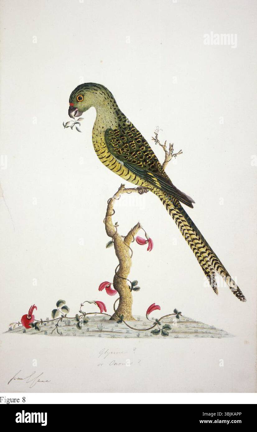 This illustration by George Raper, created before 1791, depicts ...