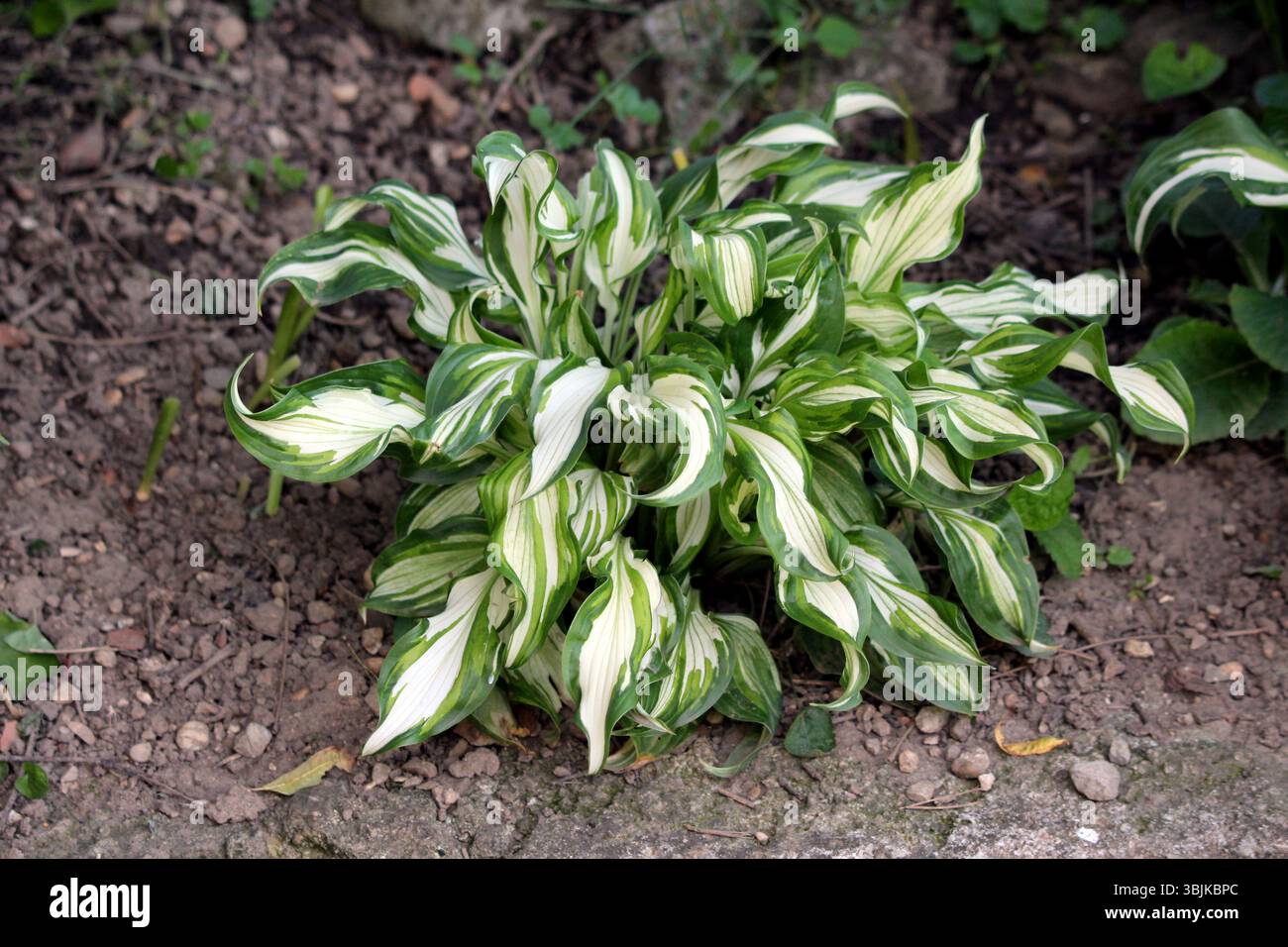 Hosta undulata, also called plantain lily and funkia, forms a dense mound of wavy green and white variegated leaves, growing in shaded garden soil wit Stock Photo