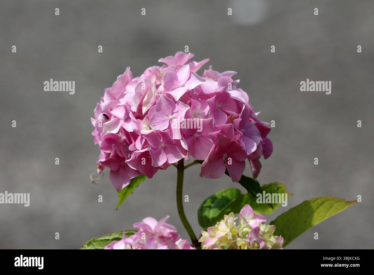 Hydrangea macrophylla, also called bigleaf hydrangea, displays a rounded cluster of delicate pink flowers with green leaves, standing out against Stock Photo