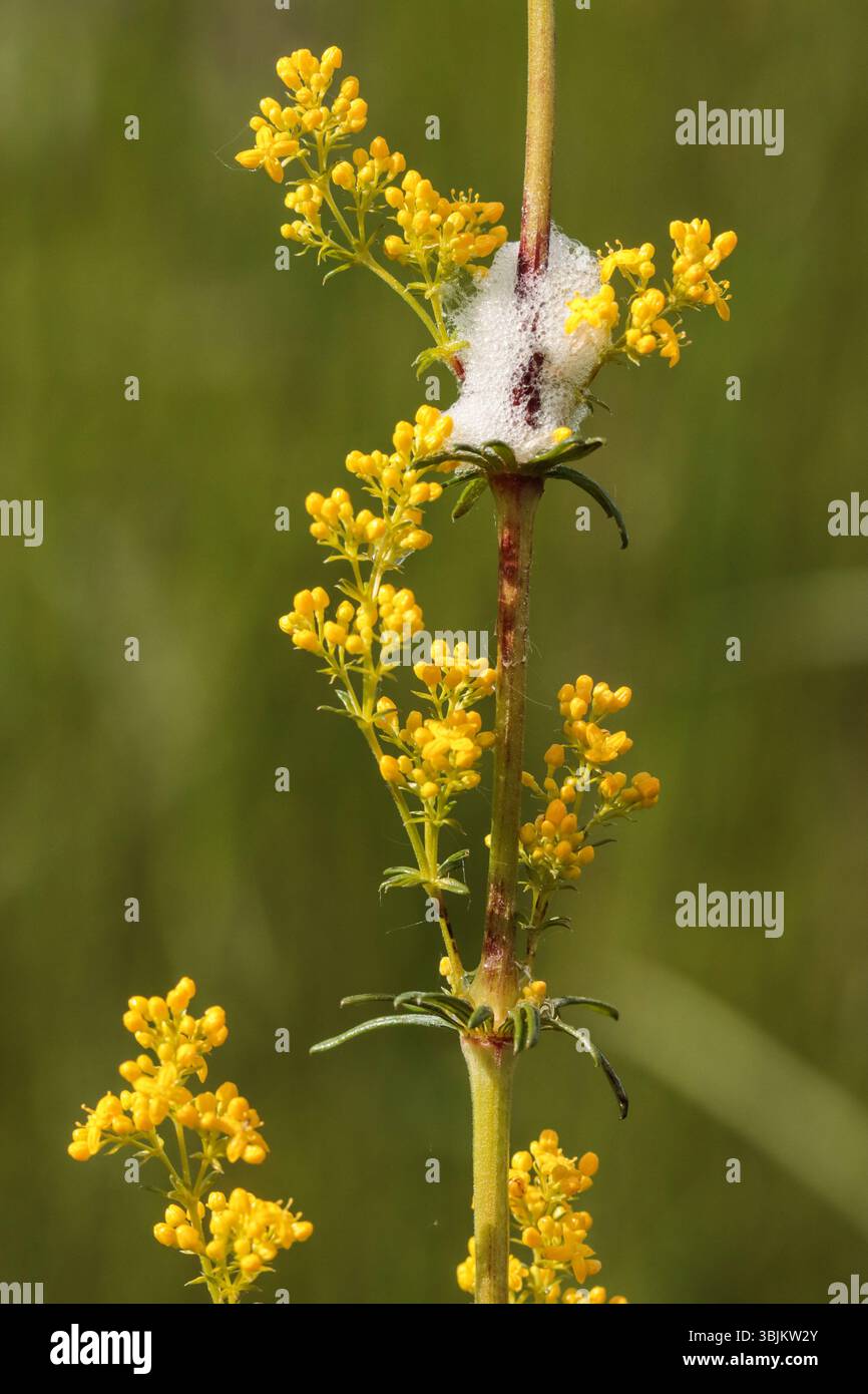 Froghopper on a lady's bedstraw Stock Photo