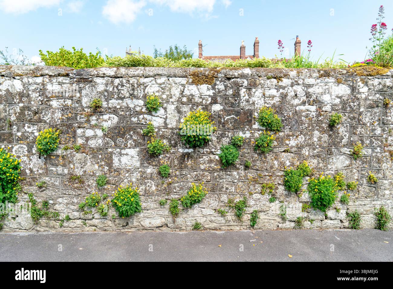 Plants growing out of stone wall Stock Photo - Alamy