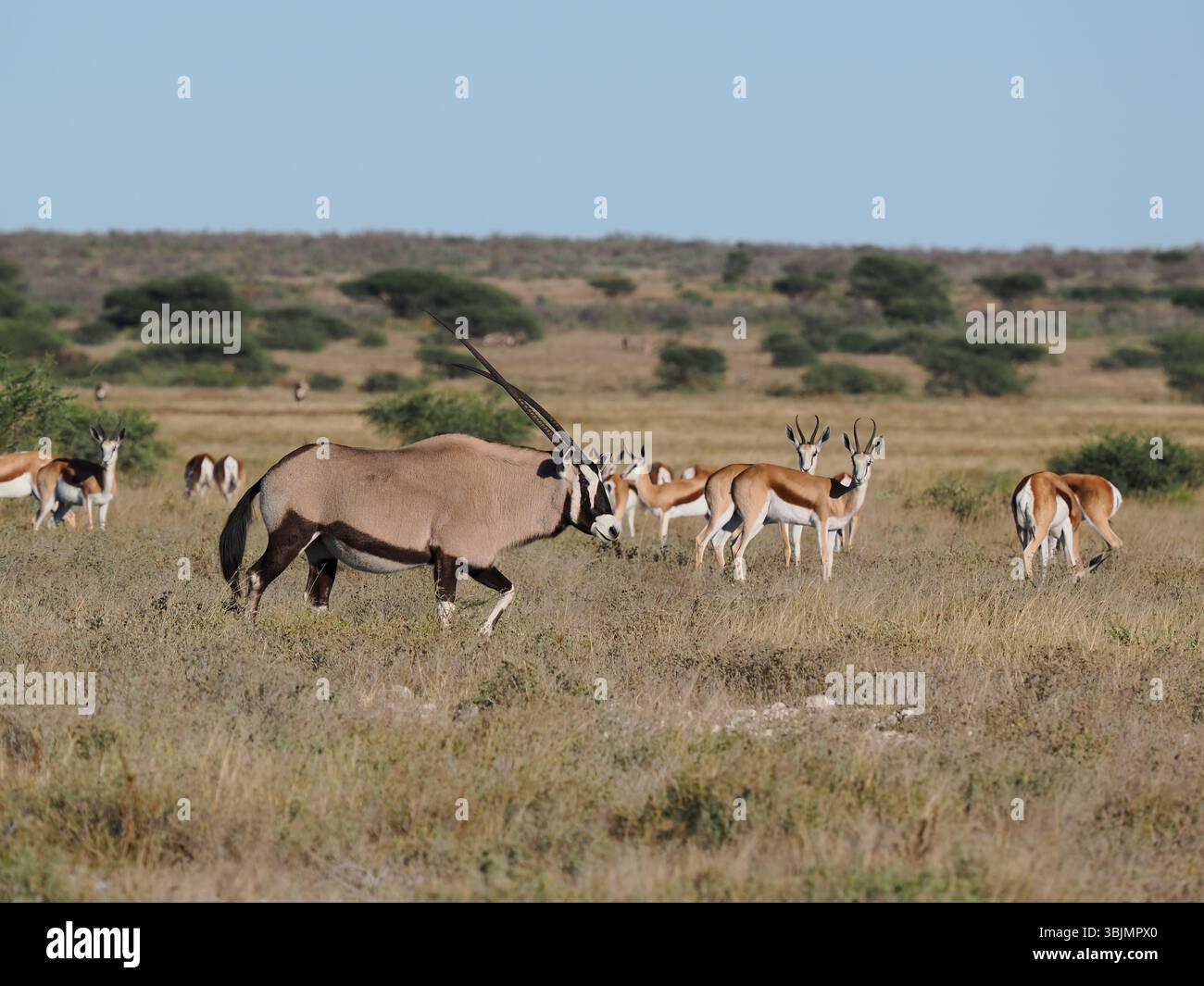 Gemsbok are common in the Kalahari desert, these images being taken at the Tau Pan salt pan. Stock Photo
