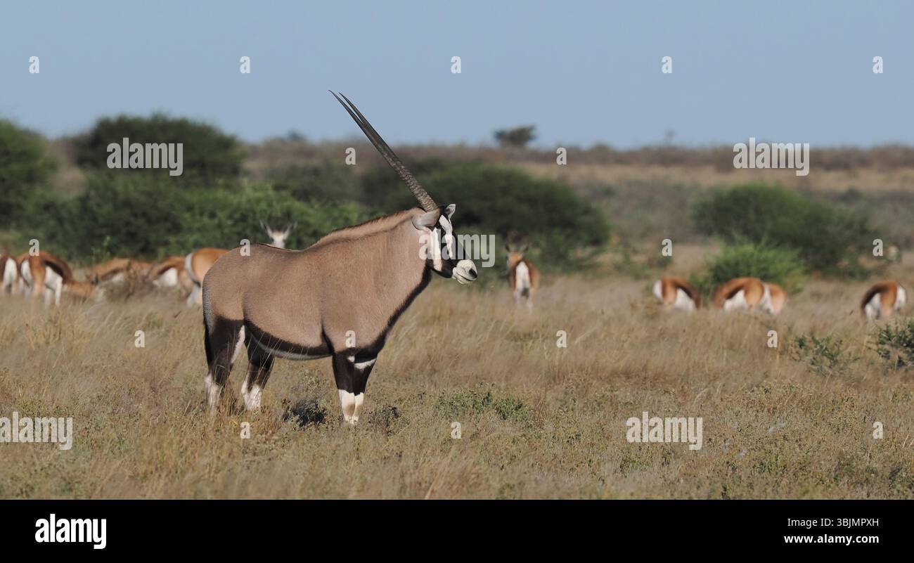 Gemsbok are common in the Kalahari desert, these images being taken at the Tau Pan salt pan. Stock Photo