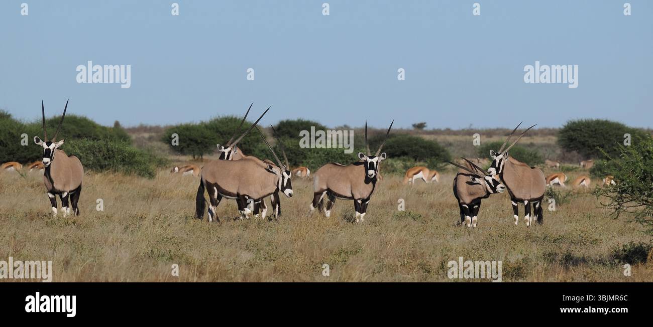 Gemsbok are common in the Kalahari desert, these images being taken at the Tau Pan salt pan. Stock Photo