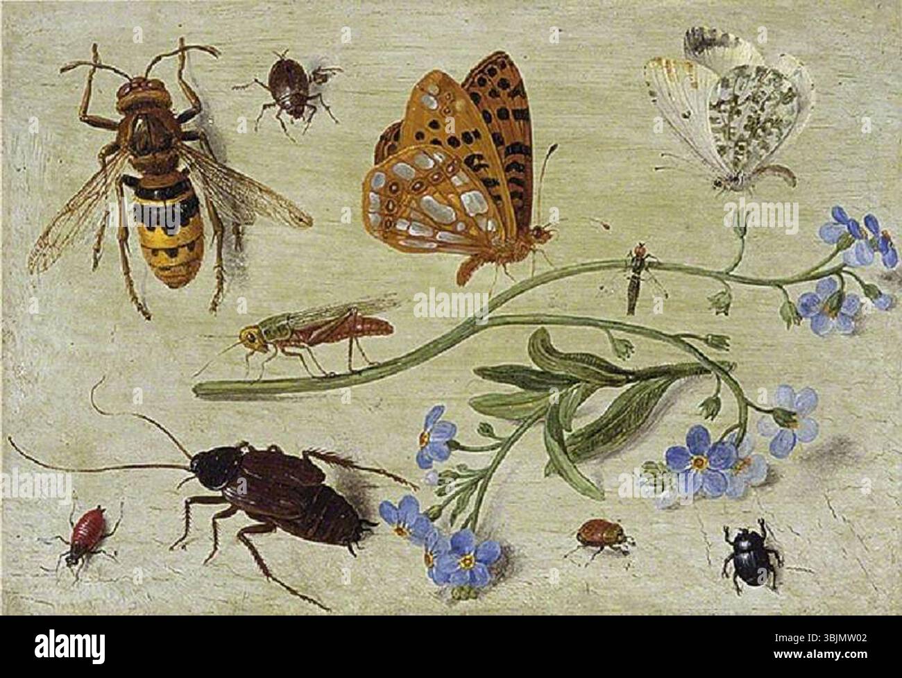 van Kessel, Jan; Insects; The Fitzwilliam Museum; http://www.artuk.org ...