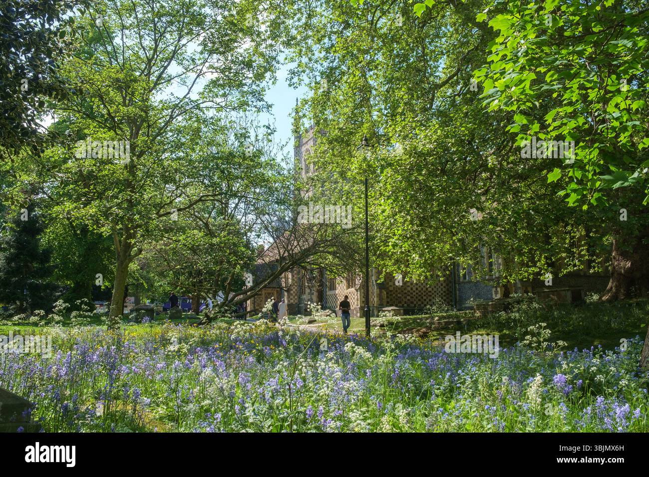 Bluebells and Cow Parsley in the church yard of Reading Minster, the Minster Church of St Mary the Virgin, Berkshire Stock Photo