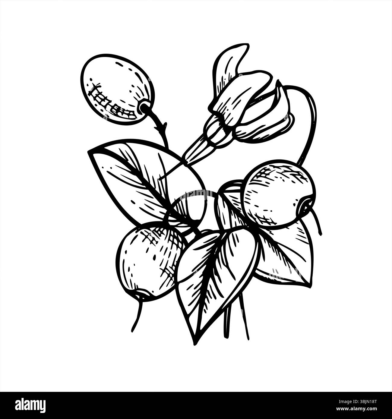 Superfood harvest Black and White Stock Photos & Images - Alamy