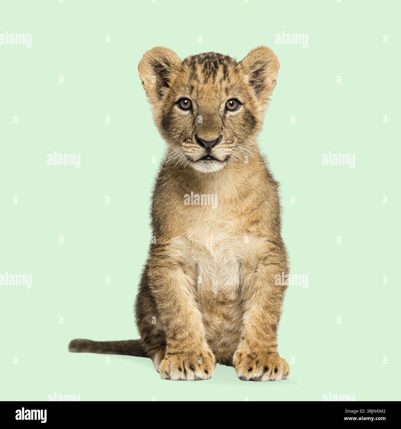 Adorable lion cub sitting and looking forward against a seamless green background Stock Photo