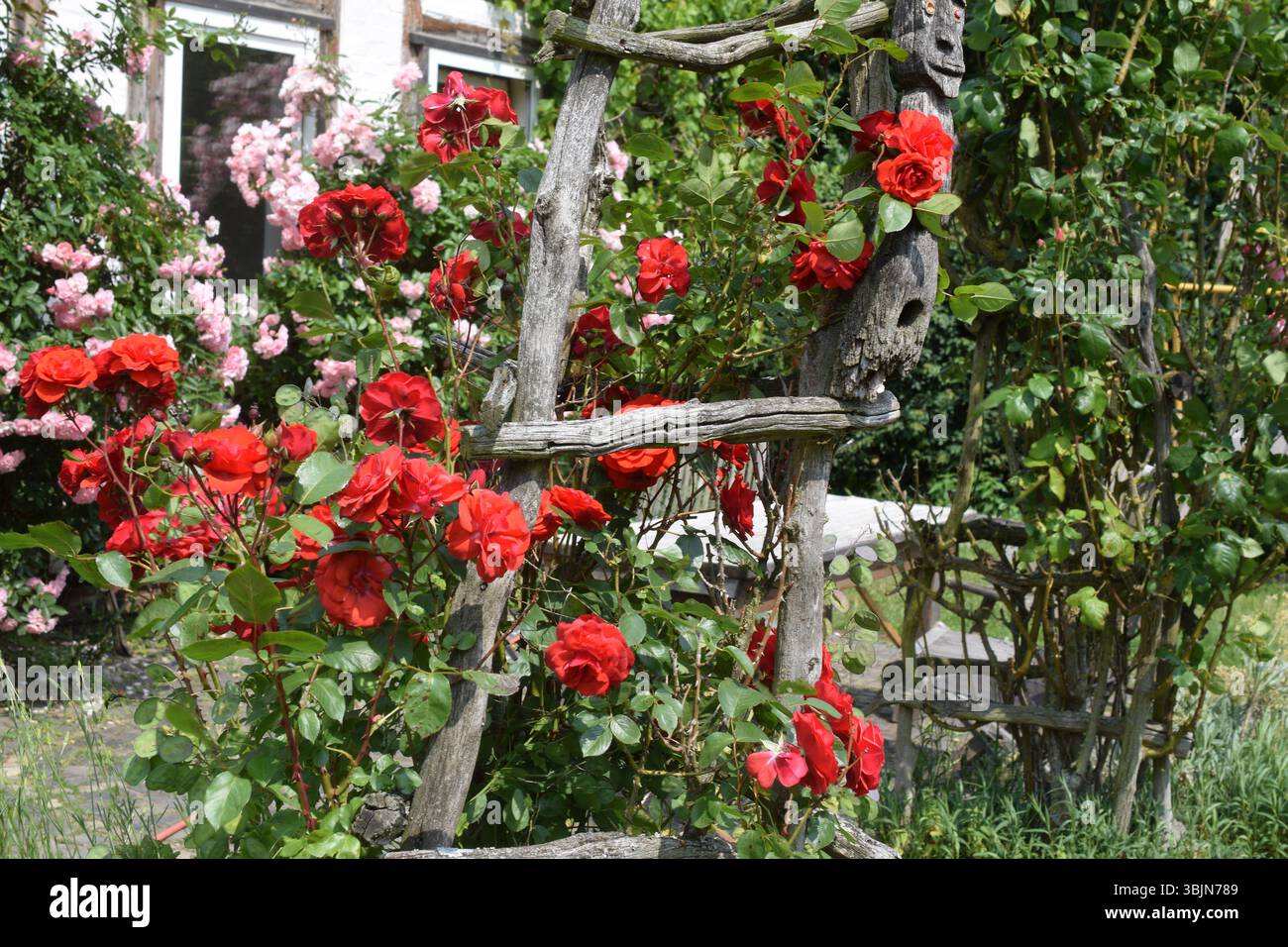 09.06.2025 Beesem Deutschland/ Niedersachsen/ Wendland/ Landkreis Lüchow Dannenberg/ Gemeinde Luckau/ Ortsteil Beesem/ im Hintergrund ein historisches Fachwerkhaus/ wilder Vorgarten/ Rosenstöcke und eine Holzleiter mit einer Sskulptur ***Nutzung nur redaktionell*** *** 09 06 2025 Beesem Germany Lower Saxony Wendland district Lüchow Dannenberg municipality Luckau district Beesem in the background a historic half-timbered house wild front garden rose bushes and a wooden ladder with a sculpture Use for editorial purposes only Stock Photo
