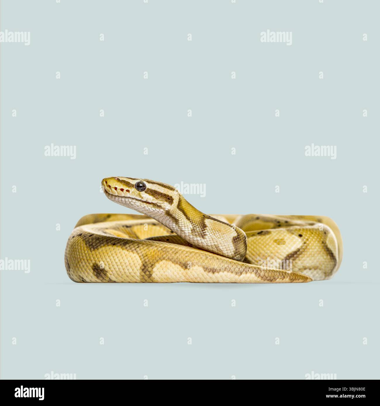 Studio shot of a ball python, also known as the royal python, against a light blue backdrop Stock Photo