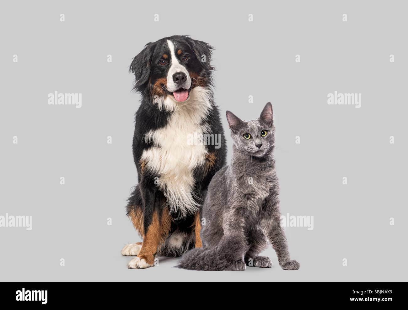 Bernese dog cat hi-res stock photography and images - Alamy