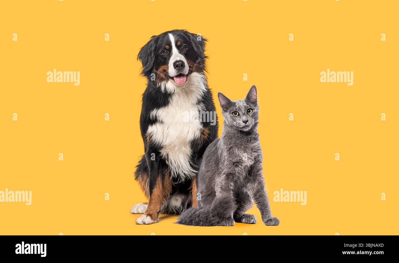Bernese dog cat hi-res stock photography and images - Alamy