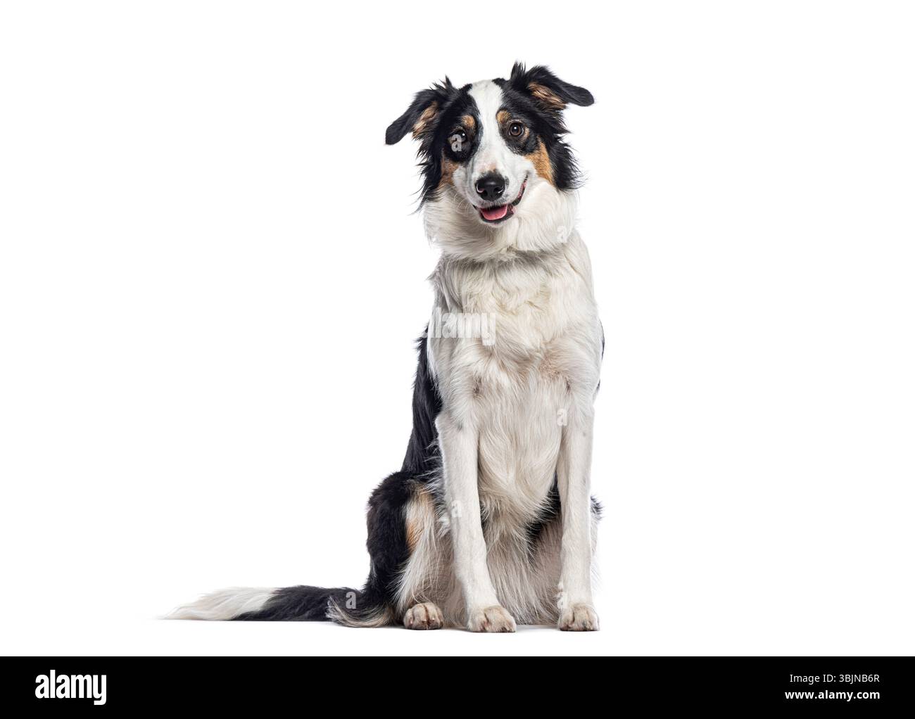Border collie sitting and panting on white background Stock Photo