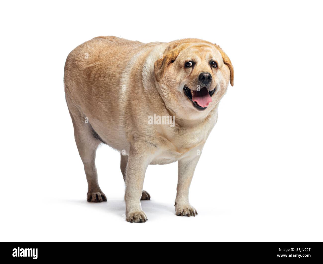 Lab Mix Fat Overweight fat labrador retriever dog standing and panting, isolated on ...