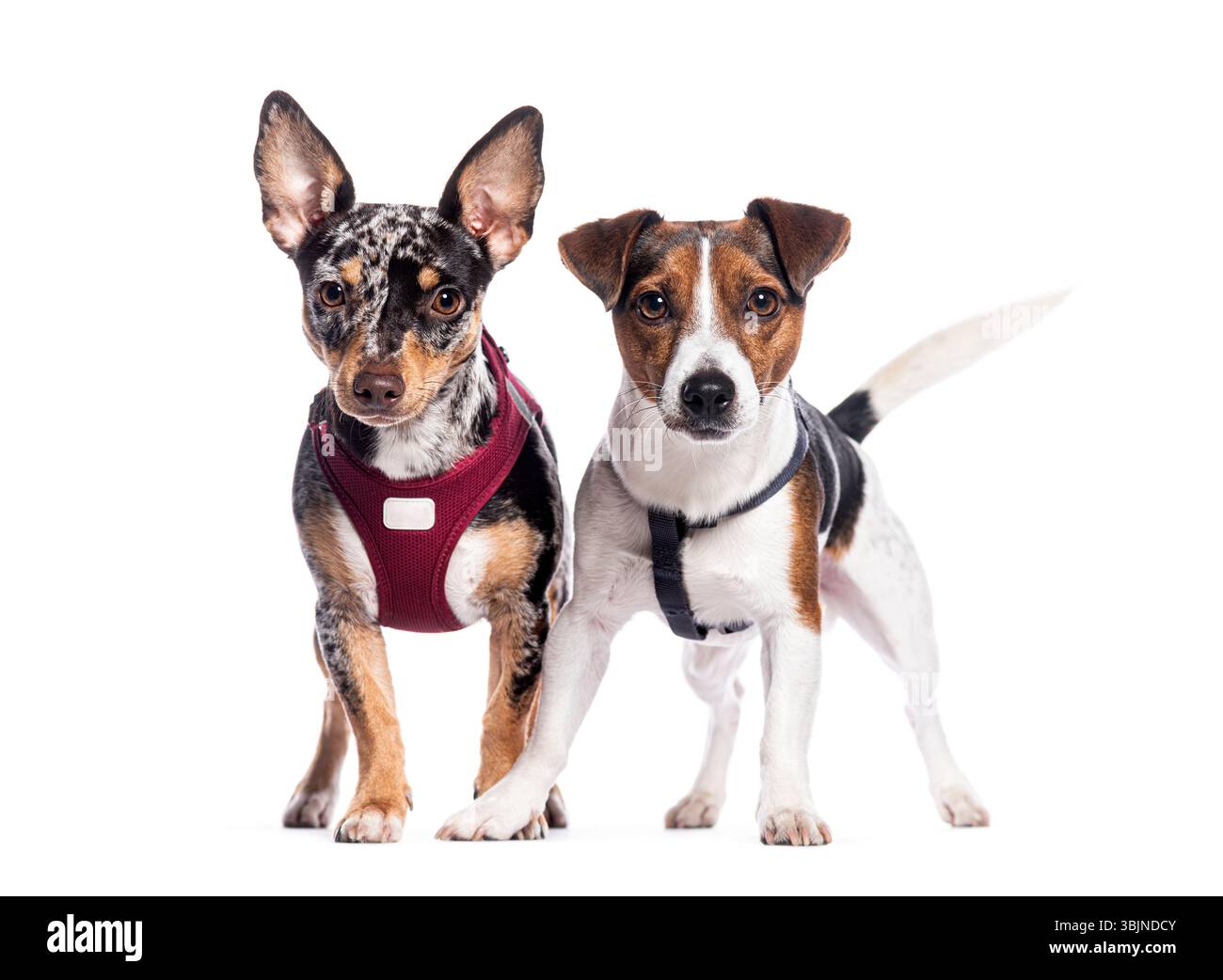ABAKUHAUS Jack Russell Tovaglietta Americana Set di 4, Animale Cane Disegnato a Mano, Tovagliette in Tessuto Lavabile per Tavolo da Pranzo Cena, Marrone Bianco