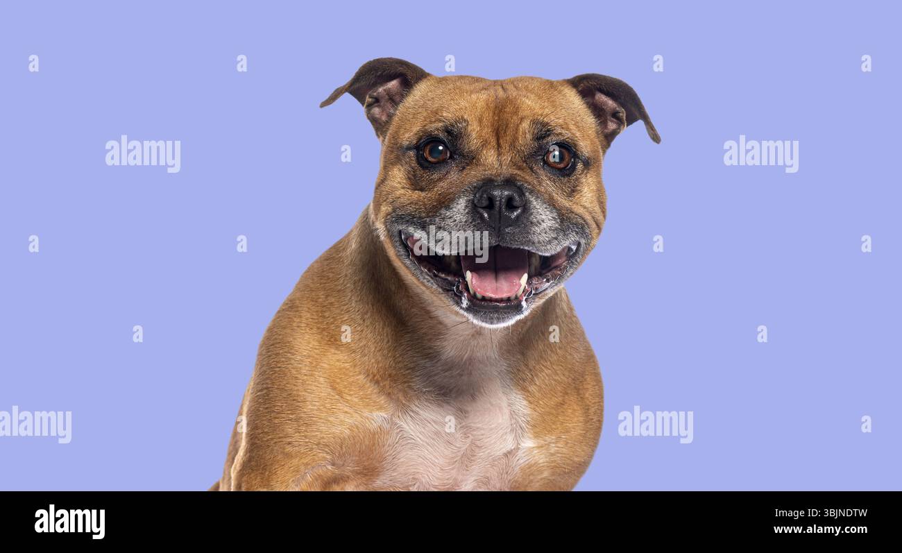 Happy staffordshire bull terrier smiling on a purple background Stock Photo
