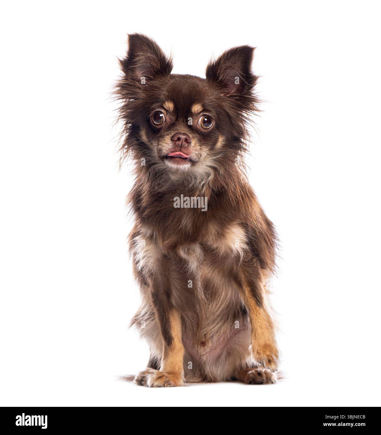 Brown Long Hair Chihuahuanull