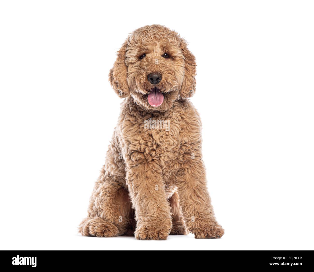 Cute Labradoodle puppy sitting with tongue out, isolated on white ...