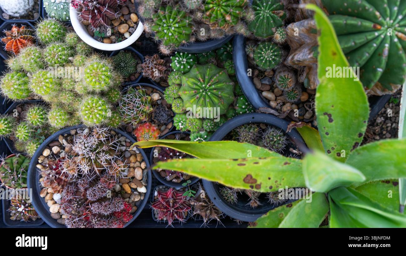 Potted cactus hi-res stock photography and images - Alamy
