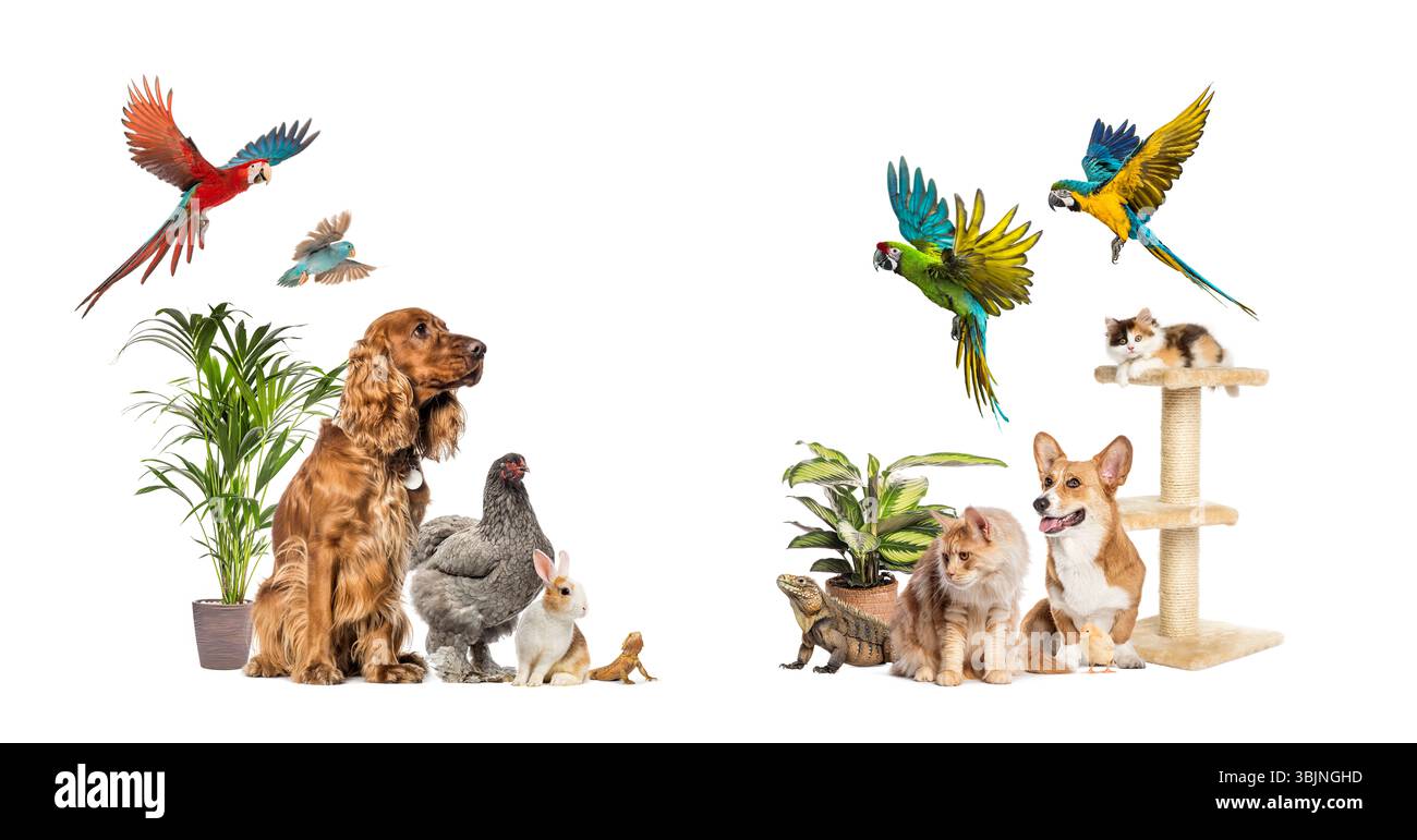 Group of domestic animals including dogs, cats, birds, rabbit, hen, lizard, and potted plants, isolated on white Stock Photo