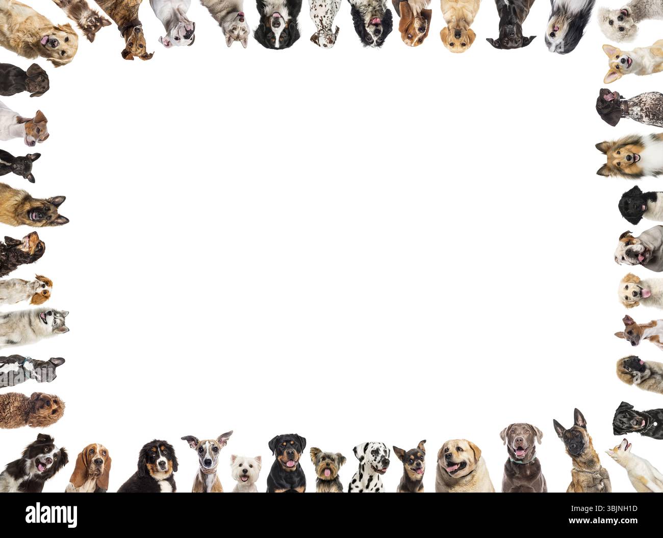 Border of dogs of different breeds creating a frame on white background ...