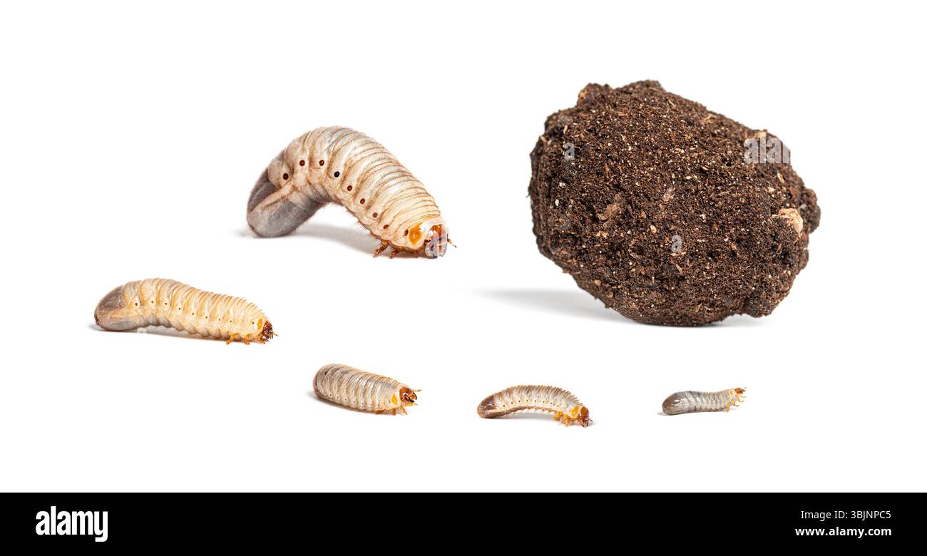 Cocoon morphology study hi-res stock photography and images - Alamy