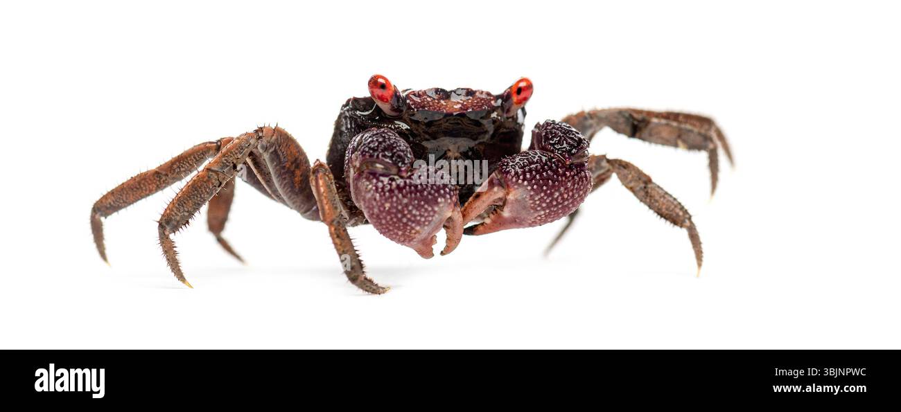 Duke Java Vampire Red eyed Male Java vampire crab, Geosesarma tiomanicum, walking on ...