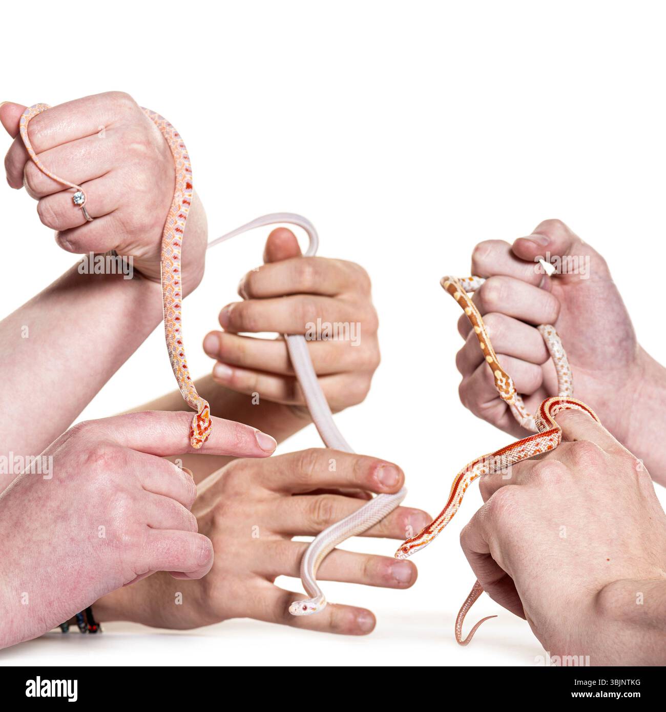 Many hands gently holding multiple corn snakes against a white background Stock Photo