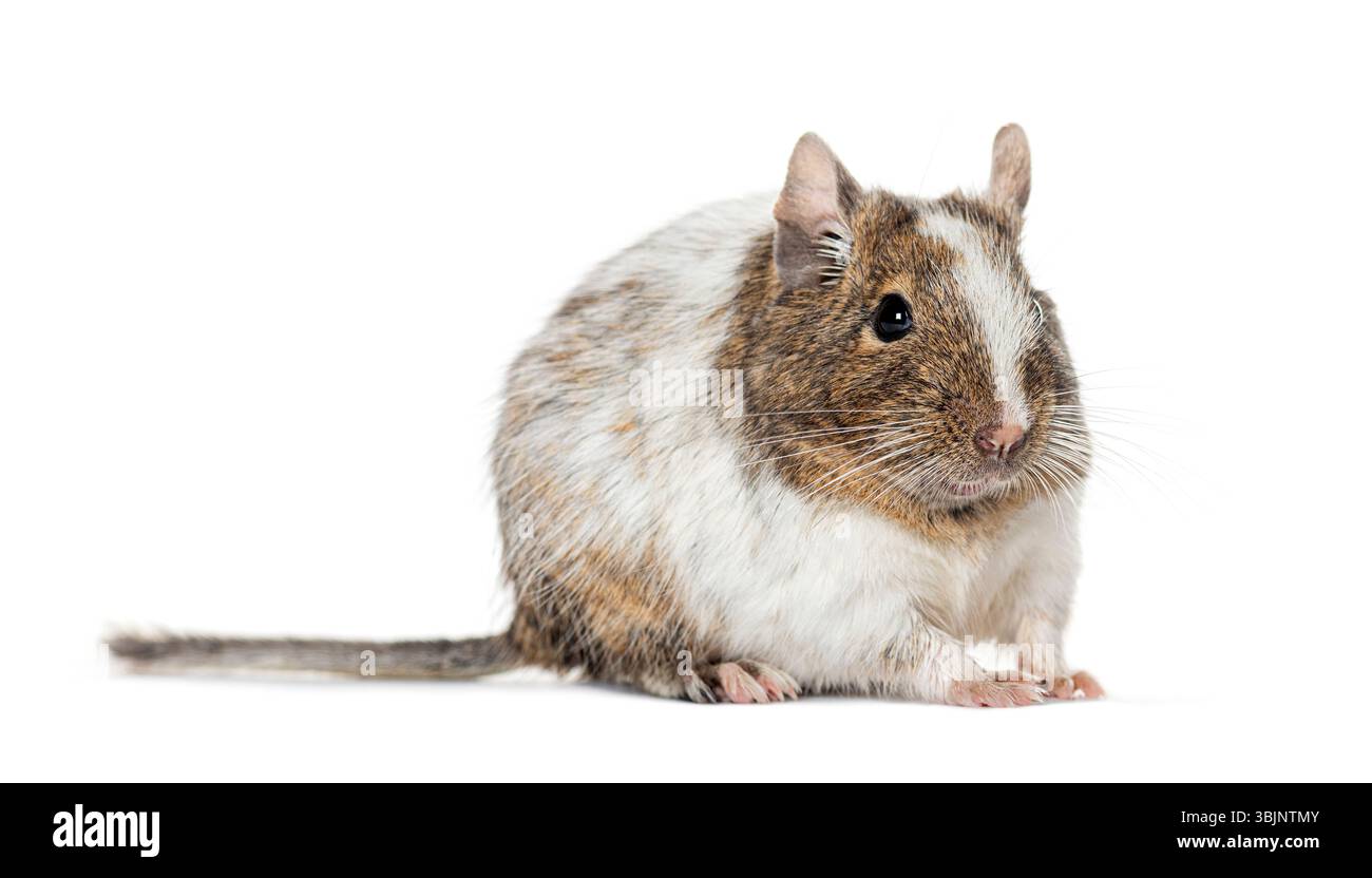 Common degu, Octodon degus, isolated on white Stock Photo