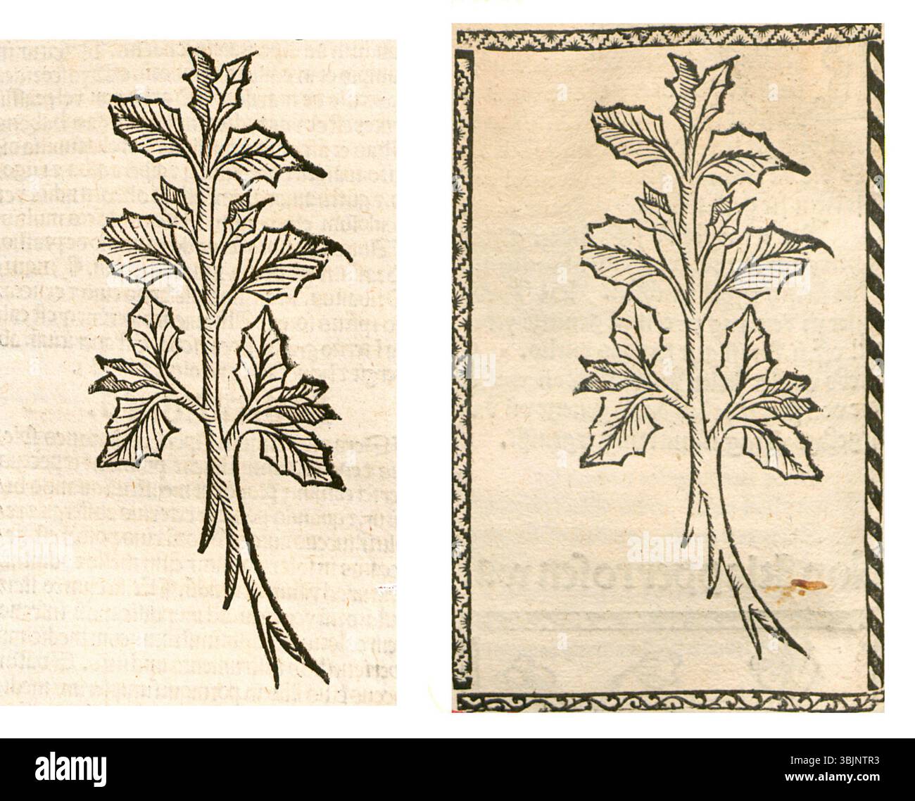 This botanical illustration from between 1497 and 1500 depicts Köl Krut ...