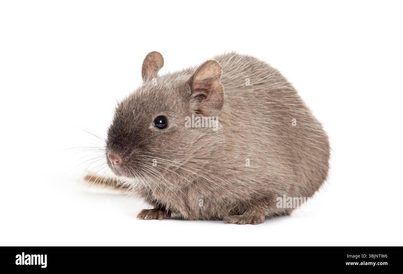 Brown Common degu, Octodon degus, isolated on white Stock Photo