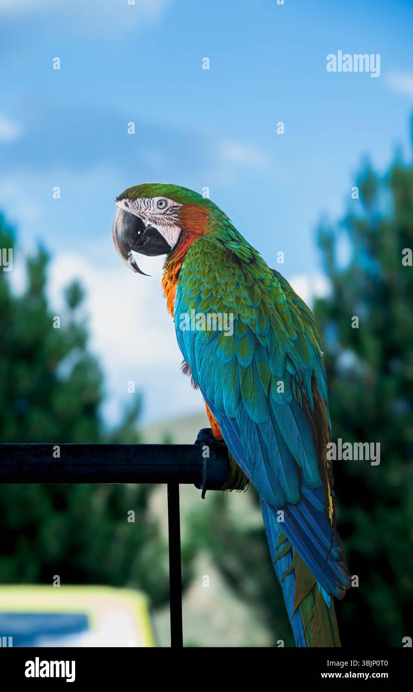 The photo shows a colorful macaw parrot with green, blue, and red ...