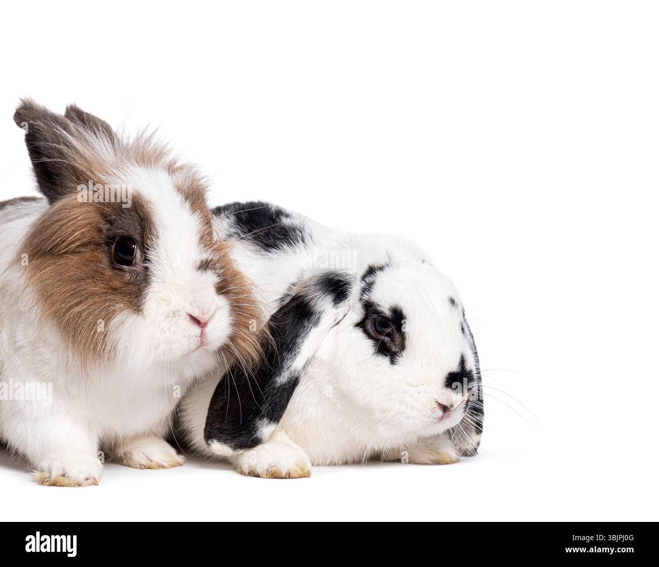 Two fluffy rabbits sitting closely on a white background Stock Photo