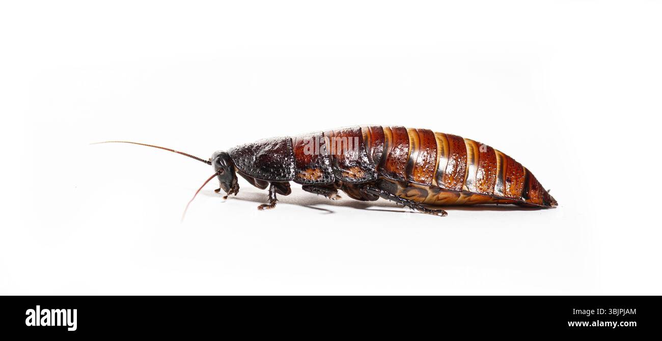 side-view-of-a-madagascar-hissing-cockroach-gromphadorhina-portentosa