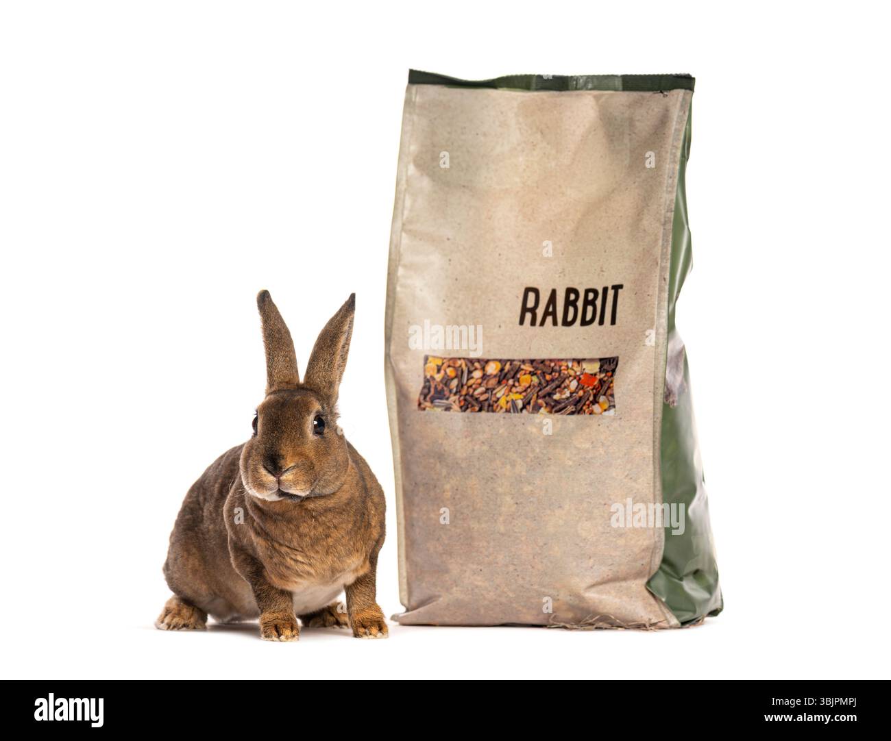 Rex rabbit sitting next to a large bag of rabbit food, isolated on ...